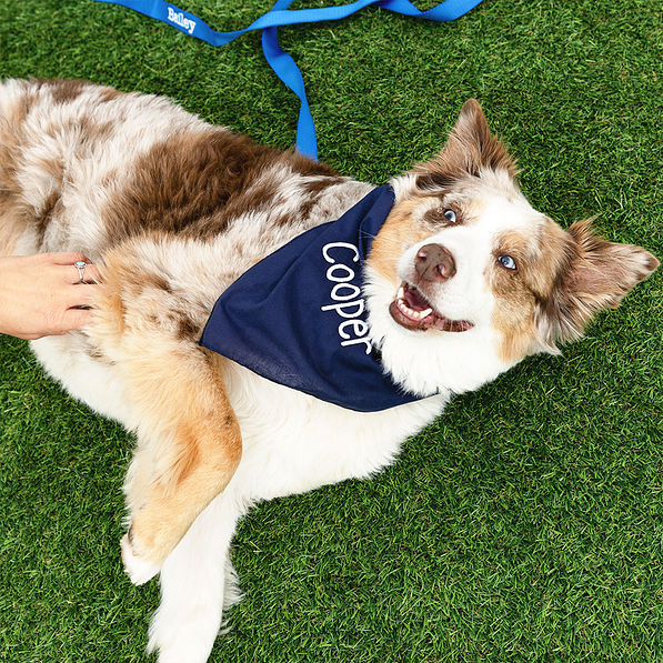 navy dog bandana