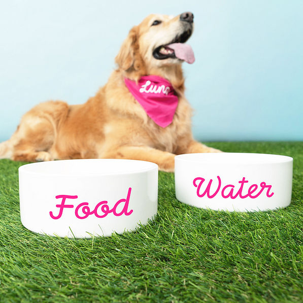 white ceramic pet bowl duo with food and water
