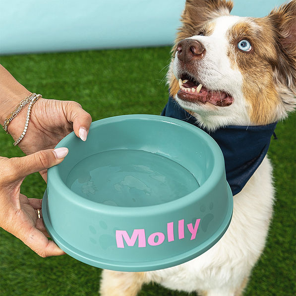 large pet bowl with water and dog