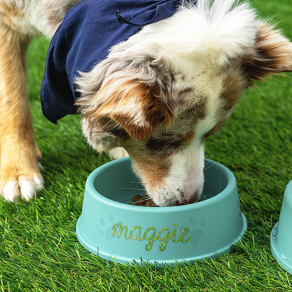 standard pet bowl with dog