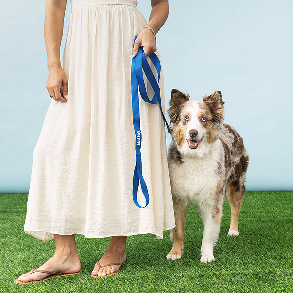 dog with personalized leash in blue