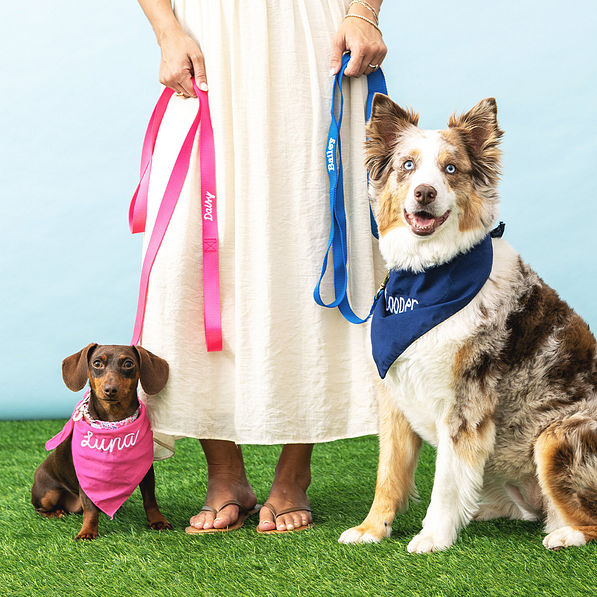 dogs with matching bandana and leashes in hot pink and blue