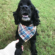 Monogrammed Reversible Dog Bandana in plaid on dog in grass