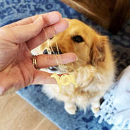 gold dog necklace with dog