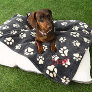 black tan dog blanket with dog
