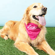hot pink dog bandana