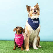 duo dog bandana in hot pink and navy