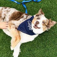 navy dog bandana