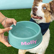 large pet bowl with water and dog