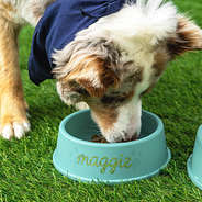 standard pet bowl with dog