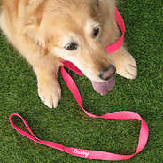dog with personalized leash in hot pink