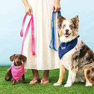 dogs with matching bandana and leashes in hot pink and blue