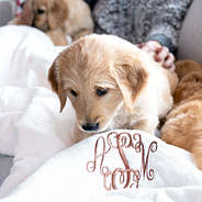 ivory monogrammed sherpa blanket with puppy