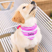 pink stripe reversible dog bandana