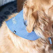 chambray dog bandana